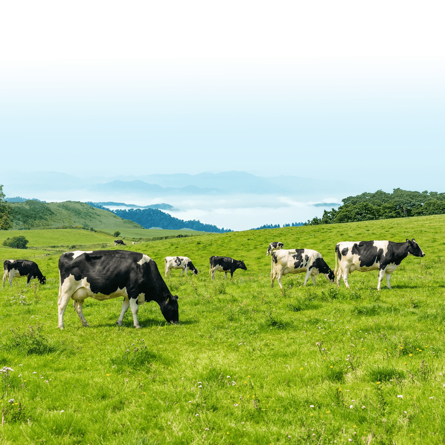 Da Lat Highland farm